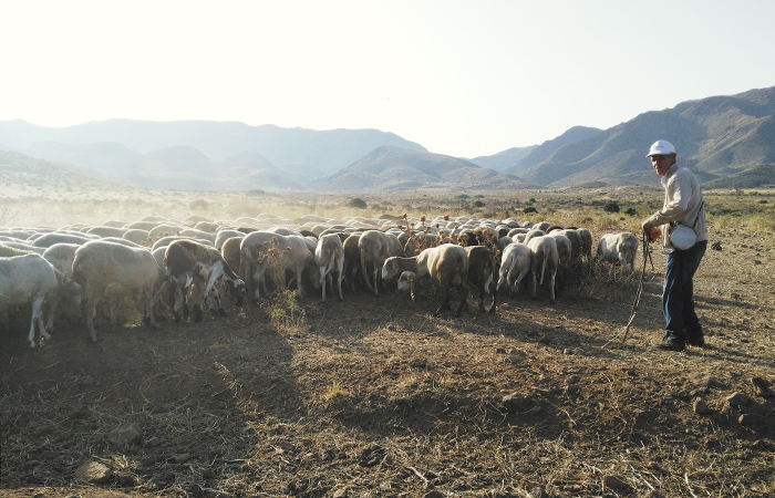 Kuva: lammaslauma Cabo de Gata -luonnonpuistossa.