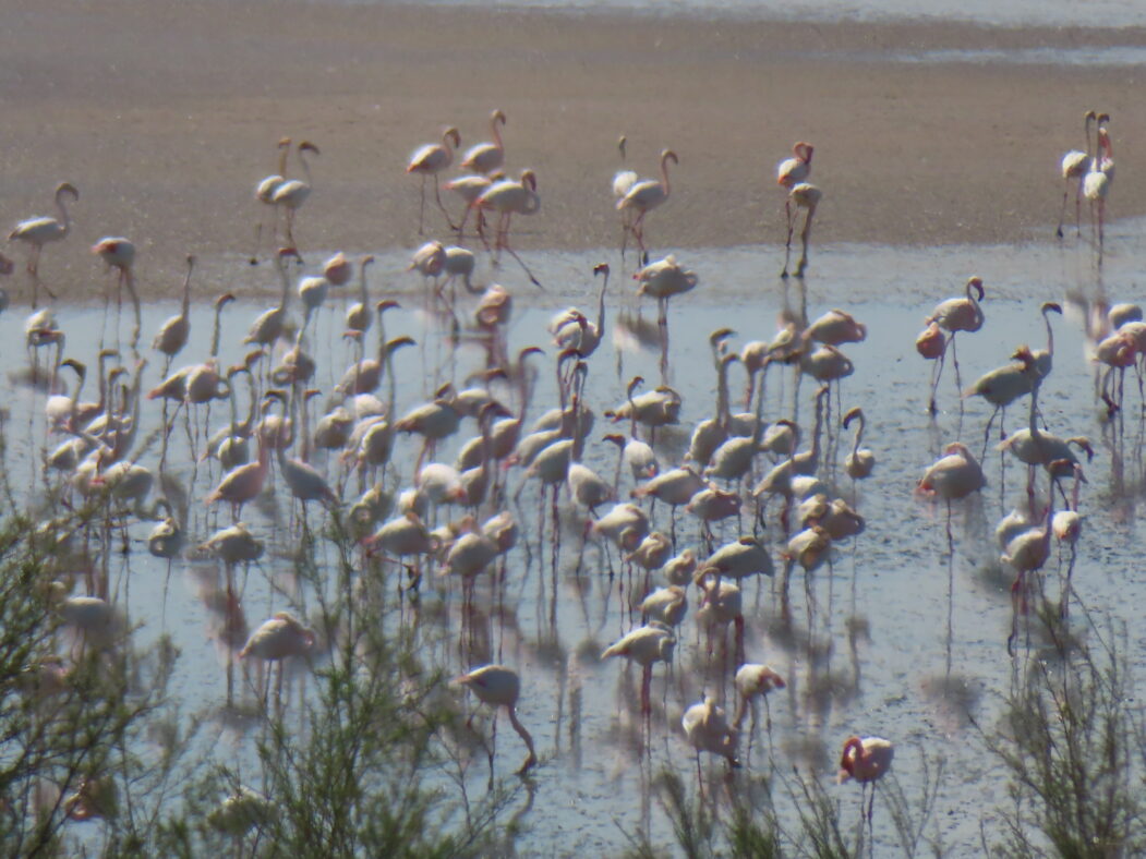 Kuvassa on flamingoja.
