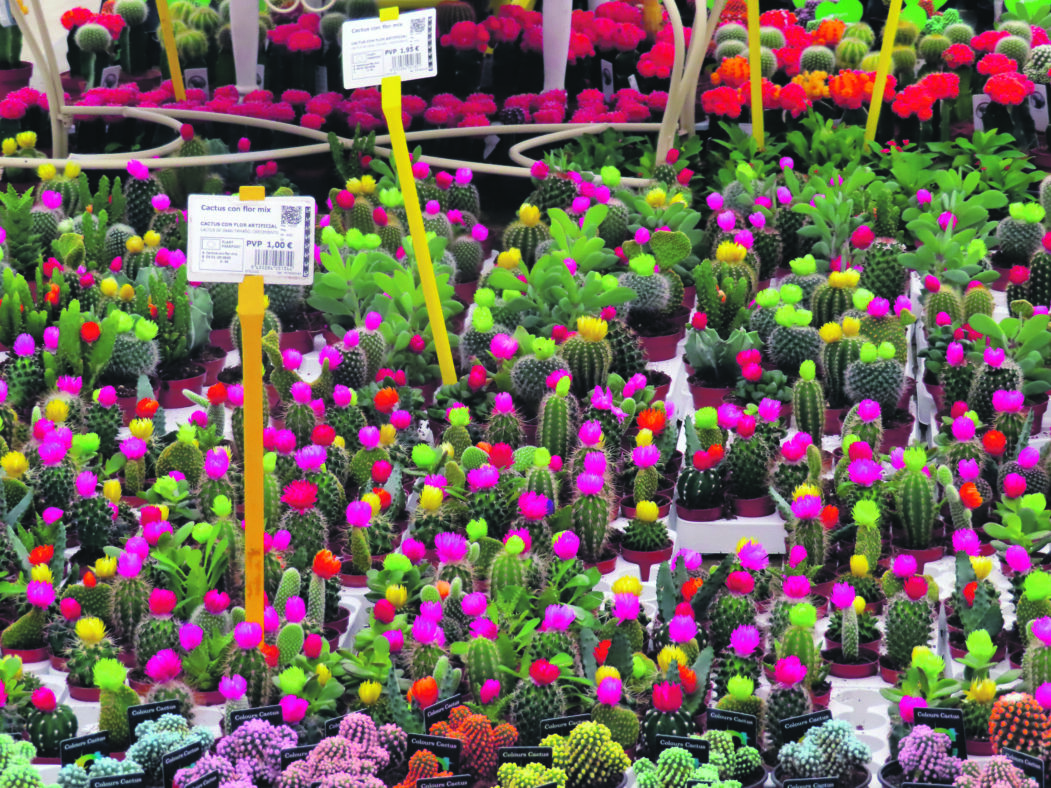 Viveros Guzmanin kaktuksia