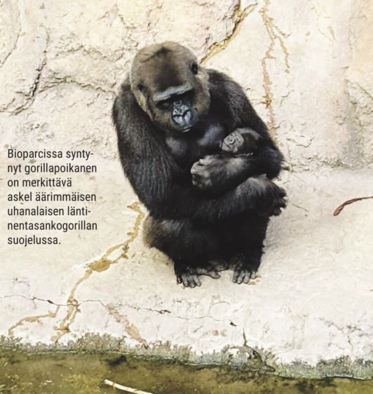 Gorilla poikasensa kanssa